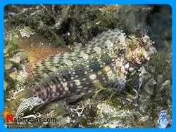 ماهی شاه بلنی آب شور