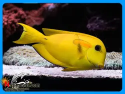 ماهی جراح اورنج شولدر نیمه بالغ آب شور