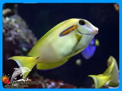 ماهی جراح اورنج شولدر نیمه بالغ آب شور