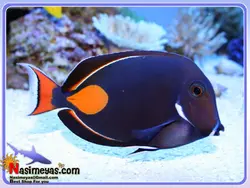 ماهی جراح آشیل آب شور