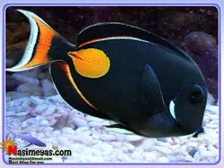 ماهی جراح آشیل آب شور