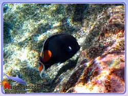 ماهی جراح آشیل آب شور