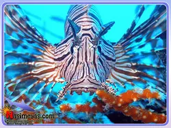خروس ماهی ولینتاین آب شور