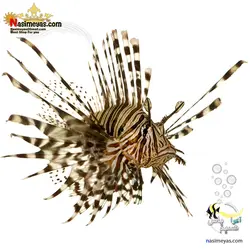 خروس ماهی ولینتاین آب شور