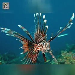 خروس ماهی ولینتاین آب شور