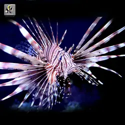 خروس ماهی ولینتاین آب شور