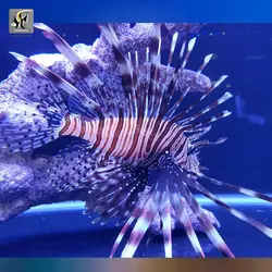 خروس ماهی ولینتاین آب شور
