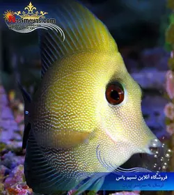 ماهی جراح اسکوپاس قهوه ای آب شور