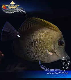 ماهی جراح اسکوپاس قهوه ای آب شور