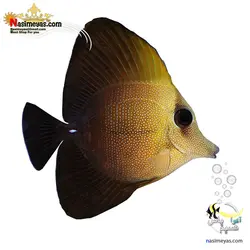 ماهی جراح اسکوپاس قهوه ای آب شور