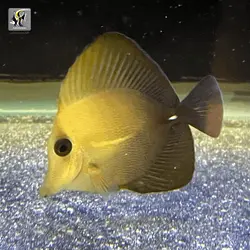 ماهی جراح اسکوپاس قهوه ای آب شور