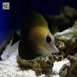 ماهی جراح اسکوپاس قهوه ای آب شور