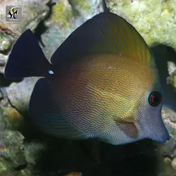 ماهی جراح اسکوپاس قهوه ای آب شور