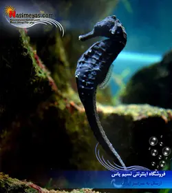 اسبک ماهی مشکی آب شور