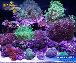 نور ال ای دی آب شور ۲۴۲۱ تک زتلایت