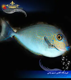 ماهی جراح ولامینگی آب شور