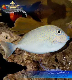 ماهی جراح ولامینگی آب شور