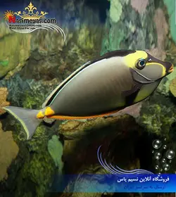 ماهی جراح ناسو خار نارنجی لیتوراتوس آب شور