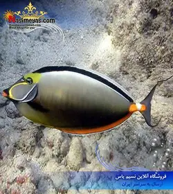 ماهی جراح ناسو خار نارنجی لیتوراتوس آب شور