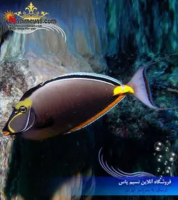 ماهی جراح ناسو خار نارنجی لیتوراتوس آب شور