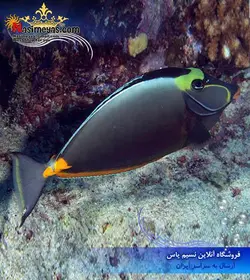 ماهی جراح ناسو خار نارنجی لیتوراتوس آب شور