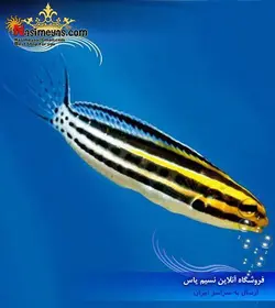 ماهی بلنی راه راه استرایپ آب شور