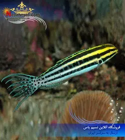 ماهی بلنی راه راه استرایپ آب شور
