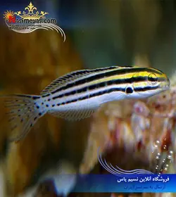 ماهی بلنی راه راه استرایپ آب شور
