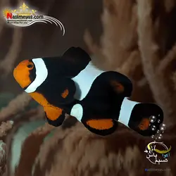 ماهی دلقک بلک فوتون آب شور