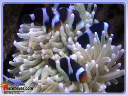 ماهی دلقک بلک فوتون آب شور