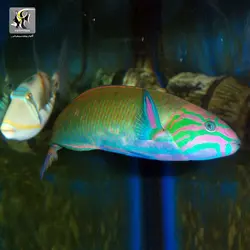 ماهی راس گرین آب شور