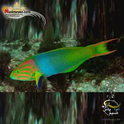 ماهی راس گرین آب شور