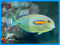 ماهی جراح اورنج شولدر بالغ آب شور