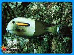 ماهی جراح اورنج شولدر بالغ آب شور