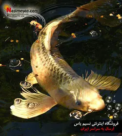 غذای گرانول کوی متوسط جی بی ال
