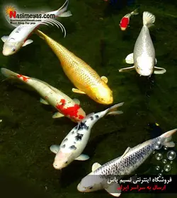 غذای گرانول کوی متوسط جی بی ال