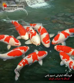 غذای گرانول کوی مینی جی بی ال
