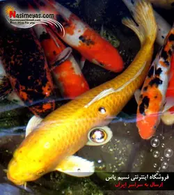 غذای کرم ابریشم ماهیان کوی ۱۰۰۰ میل جی بی ال
