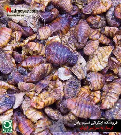 غذای کرم ابریشم ماهیان کوی ۱۰۰۰ میل جی بی ال