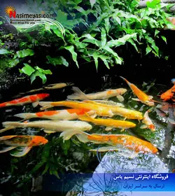 غذای گرانول کوی میکس متوسط تروپیکال