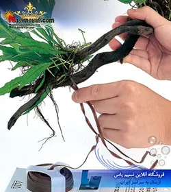 سیم بستن گیاه وود تایت ۱۰ متر شرکت ADA