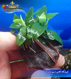 سیم بستن گیاه وود تایت ۱۰ متر شرکت ADA