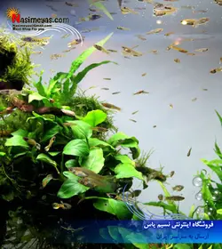 کود محلول رد ادوان گیاهان قرمز آزو