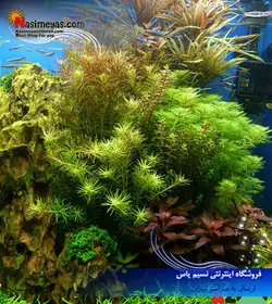 کود محلول رد ادوان گیاهان قرمز آزو
