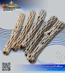 چوب چولا کاکتوس ۳ عددی شرکت بورنئو ویلد