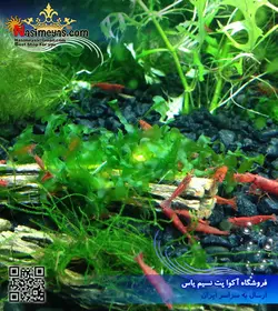 چوب چولا کاکتوس ۳ عددی شرکت بورنئو ویلد