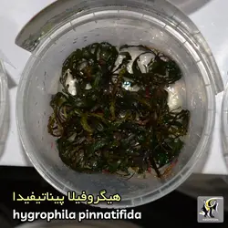 گیاه هیگروفیلا پیناتیفیدا آکواریوم پلنت کد 655