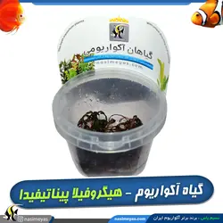 گیاه هیگروفیلا پیناتیفیدا آکواریوم پلنت کد 655