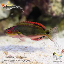 ماهی راس فرشته اکسکوییزیت آب شور