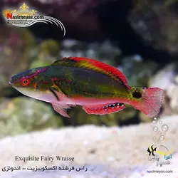 ماهی راس فرشته اکسکوییزیت آب شور